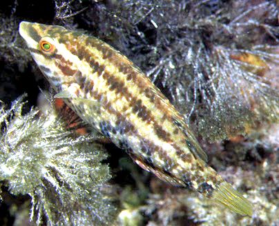 Symphodus roissali_00000006